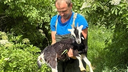 Тонущего козлёнка выловили из реки ставропольские спасатели