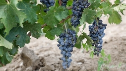 Более 300 тонн винограда завезли на Ставрополье с начала года