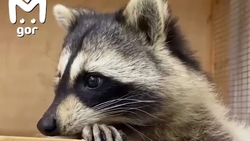 В чеченском приюте пытаются пристроить особо опасных енотов