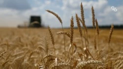 Посевные площади к июню 2026 года достигли 3 млн га на Ставрополье