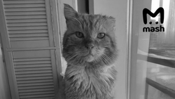 Умершего котика Хатико из Махачкалы похоронят рядом с могилой хозяина