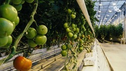 Площадь производства овощей защищённого грунта на Ставрополье увеличилась в 10 раз