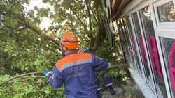 Сломанное ветром дерево упало на магазин в ставропольском селе