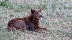 На Ставрополье в апреле пересмотрят закон о безнадзорных животных