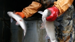 Фальшивую икру горбуши поставляли из Ставрополя в Краснодар