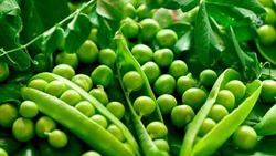 Сушёные бобовые овощи впервые экспортировали со Ставрополья в Афганистан