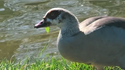 Египетский гусь поселился на озере в Ессентуках