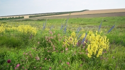 Сбор лекарственных растений в природоохранных зонах Ставрополья грозит штрафами