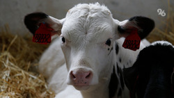 Пять животноводческих предприятий Ставрополья получили страховые выплаты
