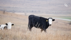 Экспорт комбикормов из Ставропольского края увеличился на 31%