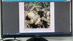 Учёные открыли в Дагестане новый вид растений с сердцевидными листьями