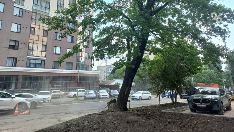 Деревья на улице Р. Люксембург сносят по порубочным билетам — мэрия Ставрополя