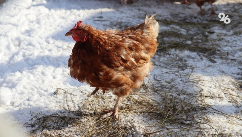 Из-за вспышки гриппа на Ставрополье вакцинируют 2,5 млн домашних птиц