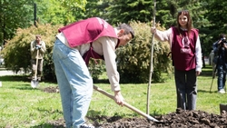 Ещё 80 молодых клёнов посадили в Ставрополе