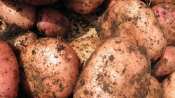 У ставропольца украли 350 килограммов картошки