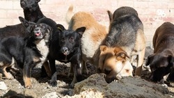 Стаю безнадзорных собак будут отлавливать в районе горбольницы №3 в Ставрополе 