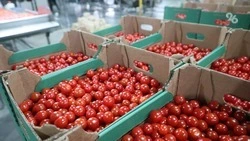 Тепличных овощей на Ставрополье уже выращено больше, чем за весь 2025 год