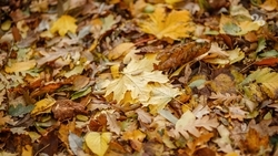 Минздрав Ставрополья предупредил о рисках во время фотосессий в осенней листве