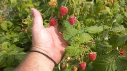 Первый урожай малины соберут в Предгорном округе 