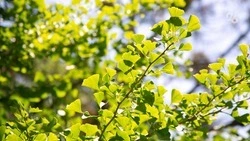 Эколог Маркин заявил об опасности сокращения зелёных зон в городах Ставрополья