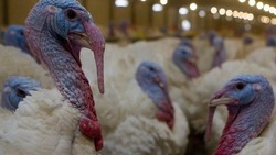 Производство мяса птицы с начала 2023 года на Ставрополье выросло на 4%