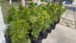 Аллею славы высадили в Советском округе в память о героях СВО