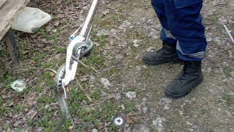 Заползший на живую изгородь уж напугал жителя Ставрополья