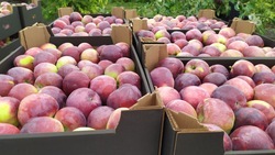 Садоводы Предгорного округа получают ежедневно до 20 тонн яблок