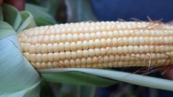 Более 400 тонн сладкой кукурузы собрали фермеры из Арзгирского округа