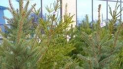 Ставропольцам рассказали, как выбрать новогоднюю ёлку