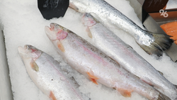 Форелевое хозяйство откроют в Кочубеевском округе благодаря инвестициям