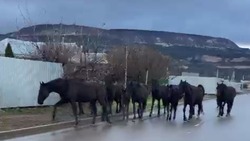 Очередной табун лошадей на свободном выпасе поймали в Кисловодске