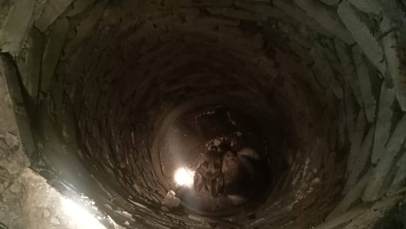 Ставропольские спасатели вызволили овчарку из четырёхметровой ямы