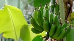 Кисловодские юннаты выращивают бананы, эвкалипт и гуайяву 