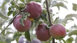 В Георгиевском округе Ставрополья соберут рекордный урожай яблок