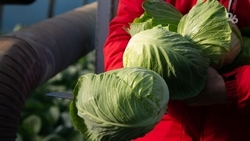 На Ставрополье участники СВО, работающие в агропроизводстве, получат субсидии