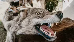 Вышедший из леса волк загрыз мальчика  в Дагестане