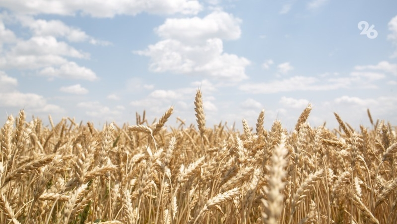 На Ставрополье намолотили более 8,5 млн тонн зерна — губернатор Владимиров 