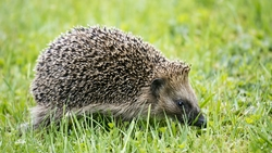 В Дагестане ёжик со скотчем на лапке пришёл за помощью к людям