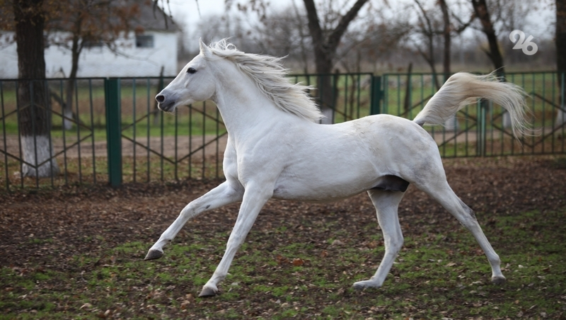 Конноспортивную школу в Железноводске собираются открыть в следующем году