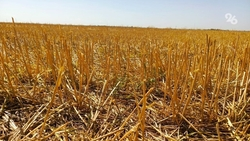 С начала года на Ставрополье зарегистрировали более 170 термических точек