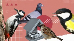 Как помочь зимующим на Ставрополье птицам — карточки