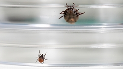 Более 1,2 тыс. детей пострадали от укусов клещей на Ставрополье