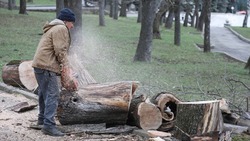 Более миллиона рублей заплатил ставрополец за спил 12 деревьев