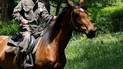 Коня Рамзана Кадырова за 18 тыс. долларов украли в Чехии — Jezdci