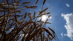 Свыше 270 млн рублей направили в Ставропольском крае на страховую защиту озимых