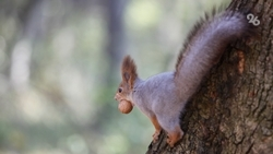 Три человека в округе на Ставрополье заболели туляремией из-за грызунов 