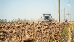 Более половины занятых пропашными культурами площадей убрали на Ставрополье