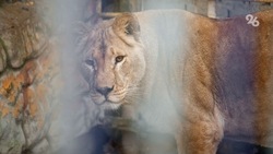 В подпольном зоопарке Карачаево-Черкесии незаконно содержали леопардов, львов, тигров, пум и рысей 