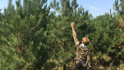 Губернатор Владимиров: 54 га леса восстановили на Ставрополье в 2025 году 